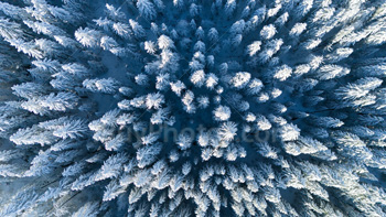 Photo: Drone Winter Forest 001