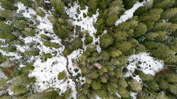 Photo: Drone Winter Forest 003