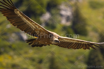 Photo: Eurasian Griffon Vulture 001