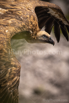 Photo: Eurasian Griffon Vulture 002