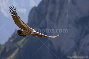 Photo: Eurasian Griffon Vulture 003