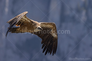 Photo: Eurasian Griffon Vulture 004