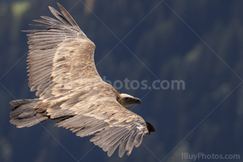Photo: Eurasian Griffon Vulture 005