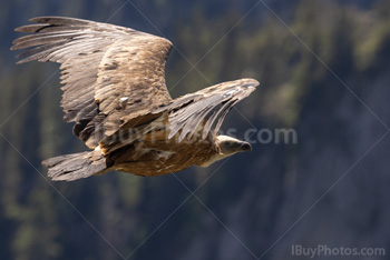 Photo: Eurasian Griffon Vulture 006