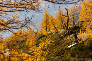 Photo: Suisse Lotschental 014