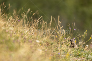Photo: Marmotte 008