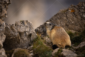 Photo: Marmotte 009
