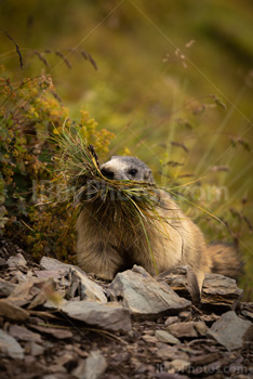 Photo: Marmotte 010