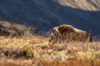 Photo: Muskox Dovrefjell 001