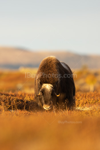 Photo: Muskox Dovrefjell 002