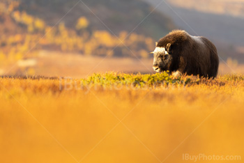 Photo: Muskox Dovrefjell 003