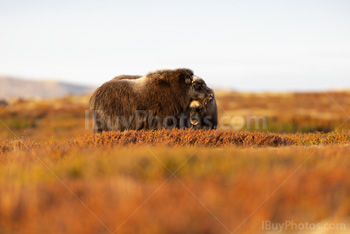 Photo: Muskox Dovrefjell 004