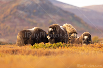 Photo: Muskox Dovrefjell 005