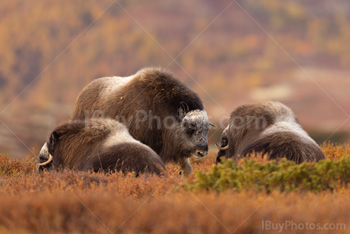 Photo: Muskox Dovrefjell 006