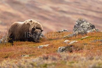 Photo: Muskox Dovrefjell 007