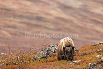 Photo: Muskox Dovrefjell 008