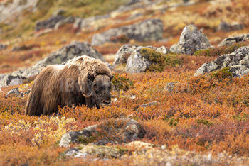 Photo: Muskox Dovrefjell 009
