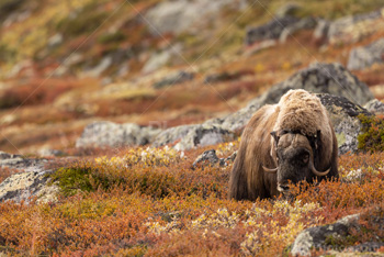 Photo: Muskox Dovrefjell 010