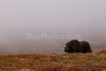 Photo: Muskox Dovrefjell 011