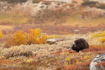 Photo: Muskox Dovrefjell 012