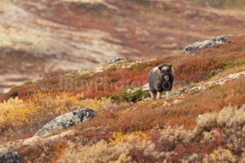 Photo: Muskox Dovrefjell 013