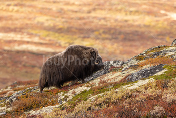 Photo: Muskox Dovrefjell 014