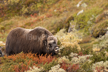 Photo: Muskox Dovrefjell 015