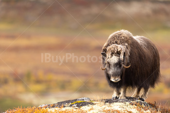 Photo: Muskox Dovrefjell 016