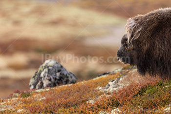 Photo: Muskox Dovrefjell 017