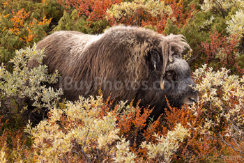 Photo: Muskox Dovrefjell 018