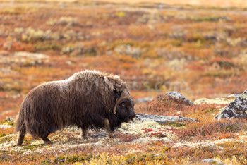 Photo: Muskox Dovrefjell 019