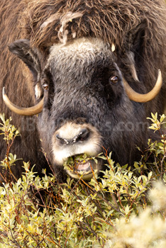 Photo: Muskox Dovrefjell 020