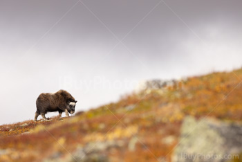 Photo: Muskox Dovrefjell 021