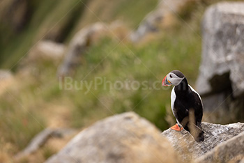 Photo: Puffin 001