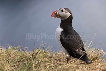 Photo: Puffin 002