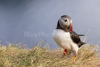 Photo: Puffin 003