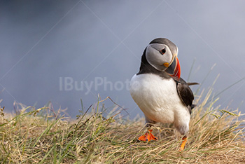 Photo: Puffin 004