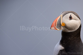 Photo: Puffin 005