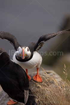 Photo: Puffin 006