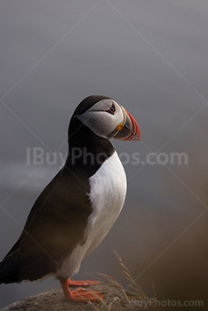 Photo: Puffin 007