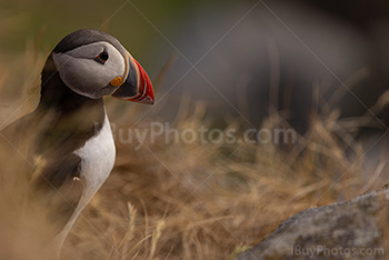 Photo: Puffin 008