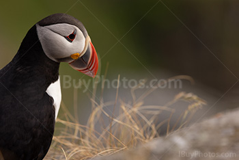 Photo: Puffin 009