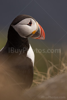 Photo: Puffin 010