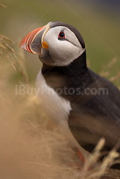 Photo: Puffin 011