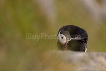 Photo: Puffin 012