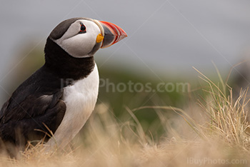 Photo: Puffin 013