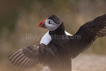 Photo: Puffin 014