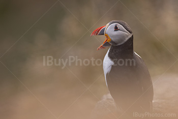 Photo: Puffin 015