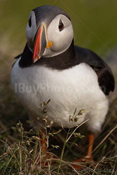 Photo: Puffin 016