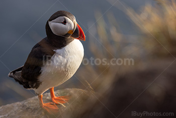 Photo: Puffin 017